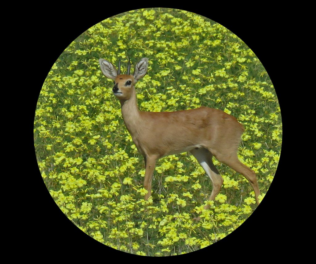 Carl Pohl - Steenbok cameo