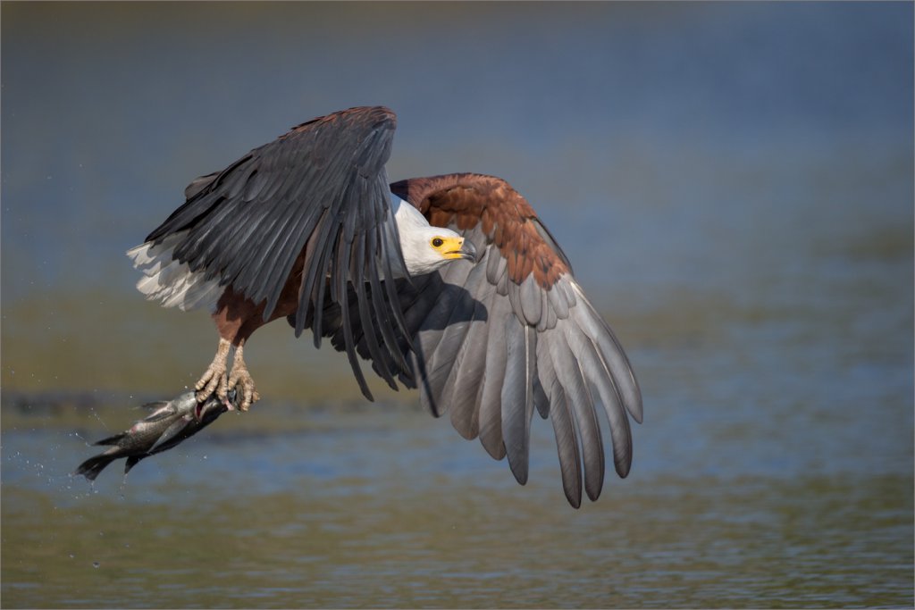 Charles Naude - Gotcha