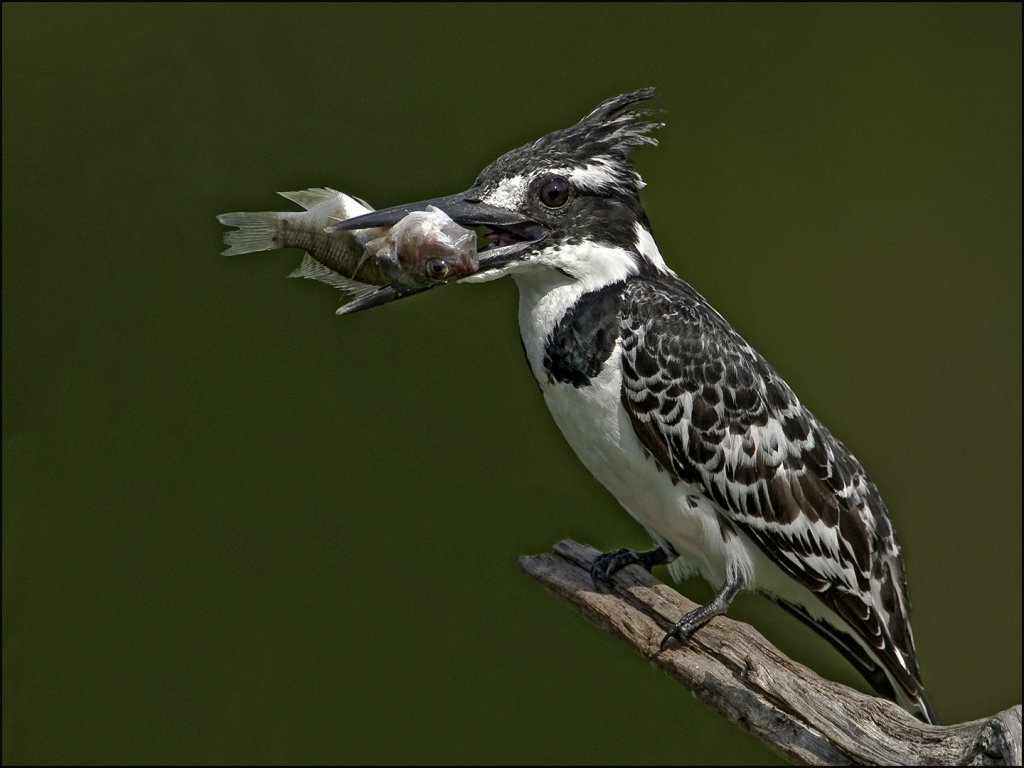 Luke Horsten - King Fisher with hapless fish