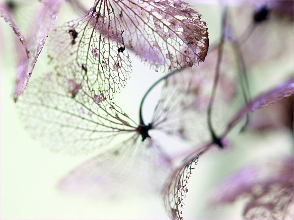 Hermanus Photographic Society