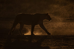 N-002-1919200-Lioness at dusk