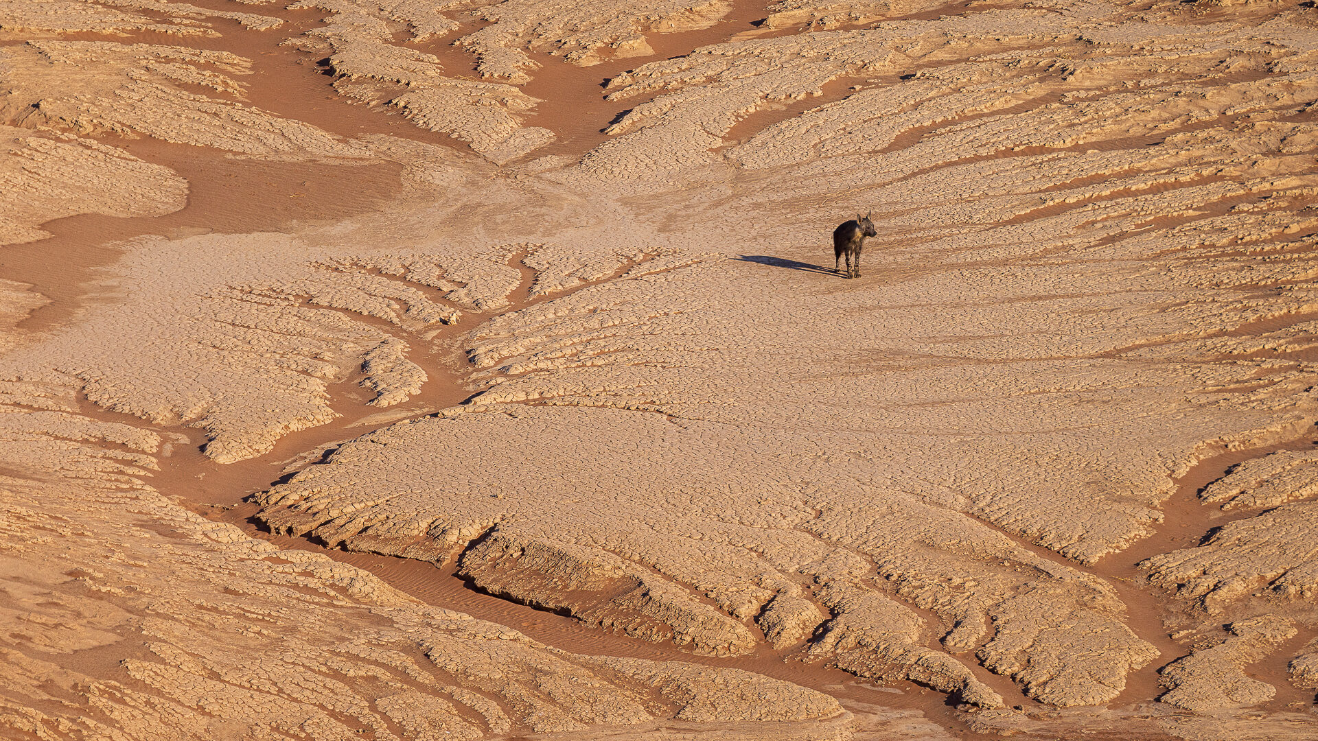 N-001-1985451-Brown hyena at Sossusvlei