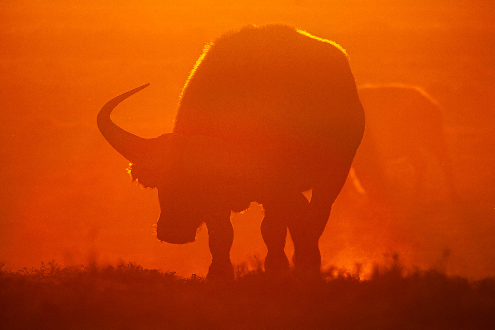 Buffalo at Sunset © Marié Botes