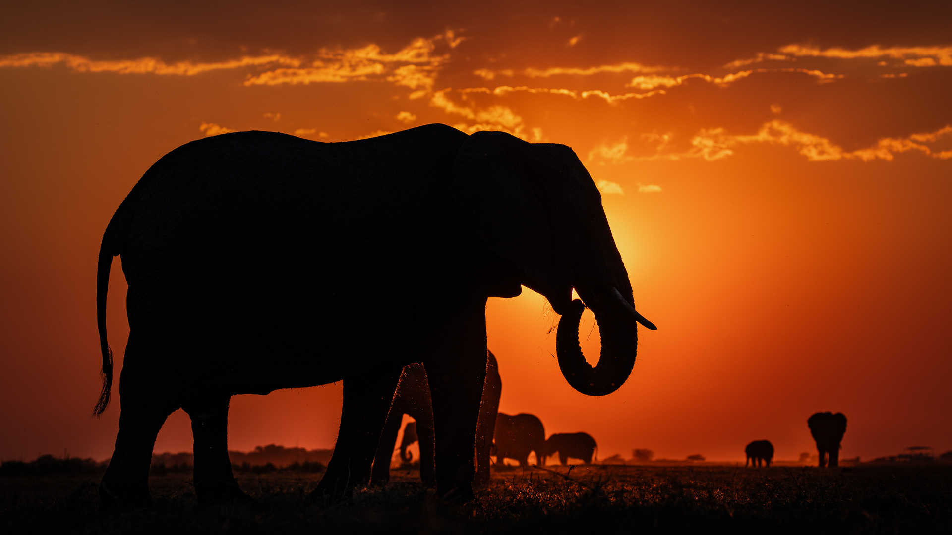 Iconic Chobe elephants © Carina de Klerk