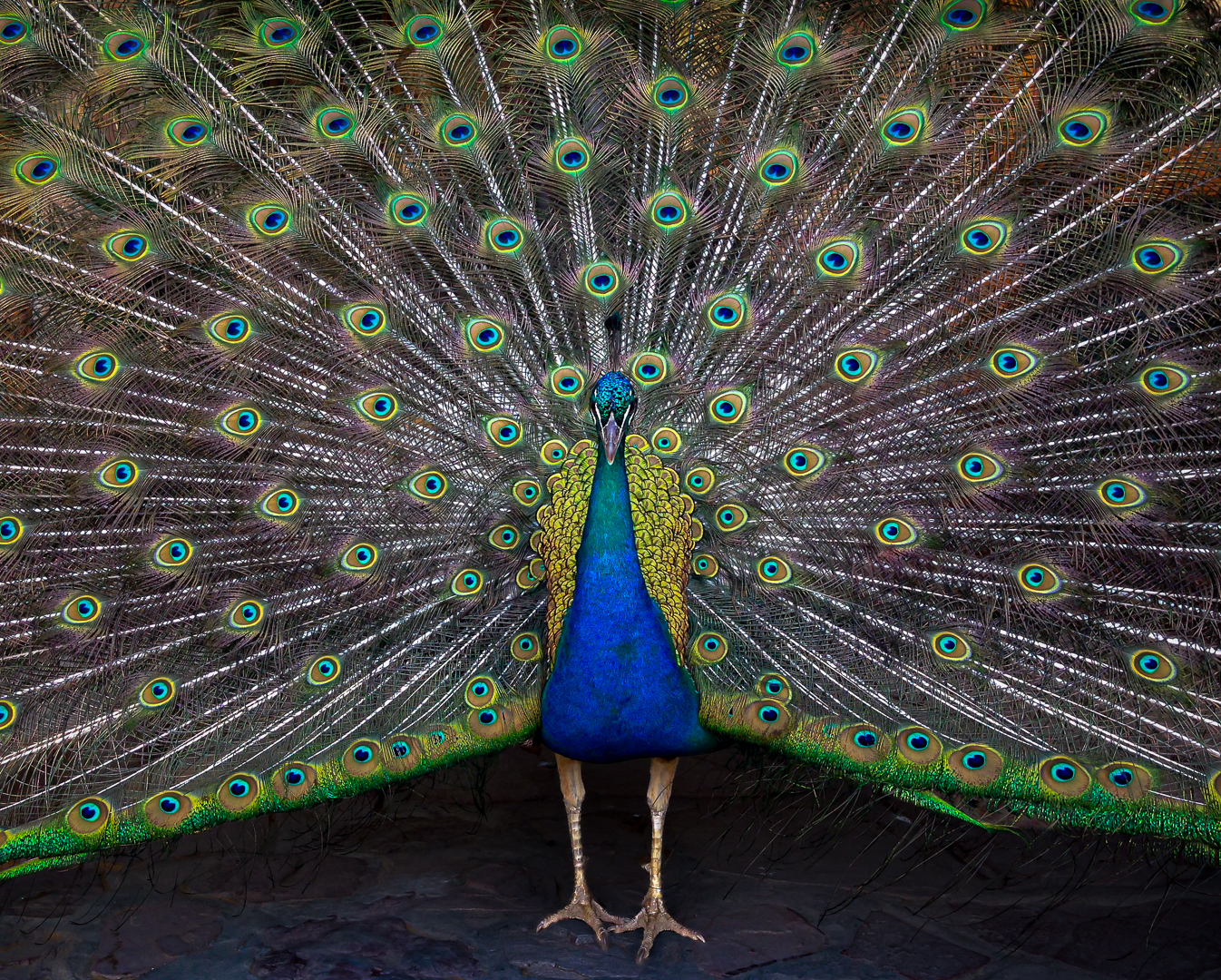 Peacock splendour