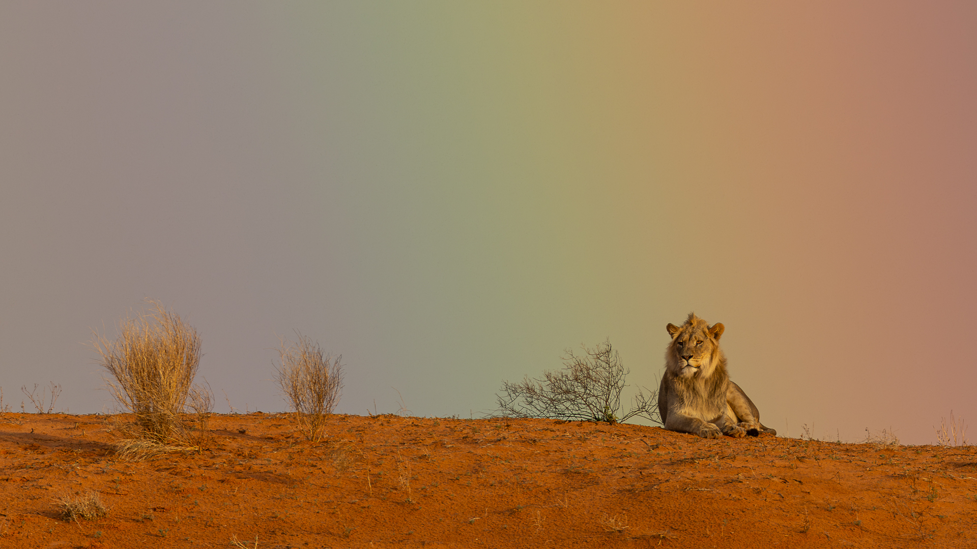Rainbow lion