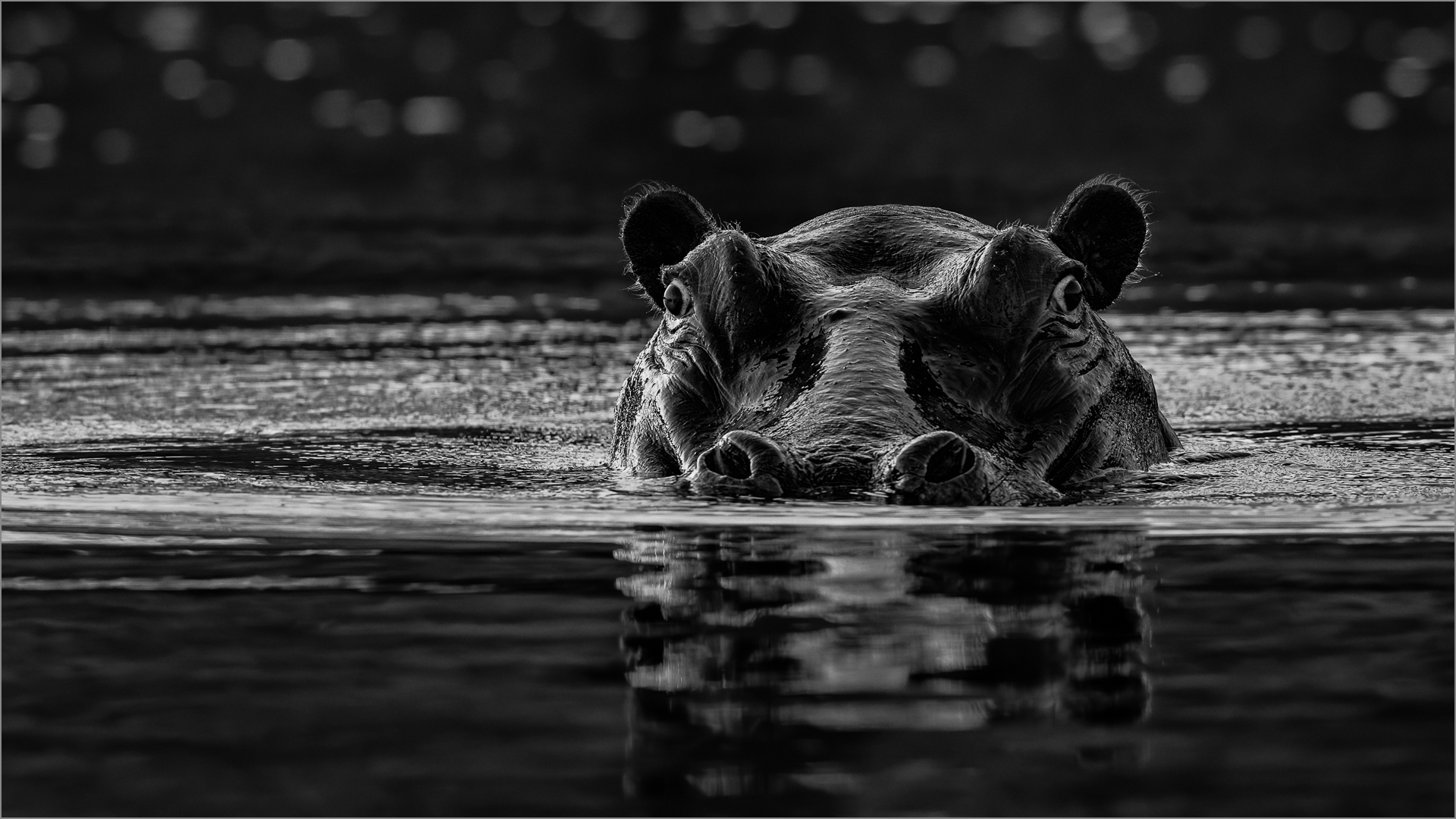 Beedy eyed hippo