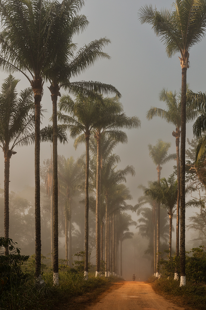 Palm-lined Arrival