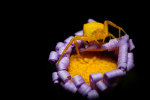 Young talent triumphs: Youth Photographer wins top position at August Competition