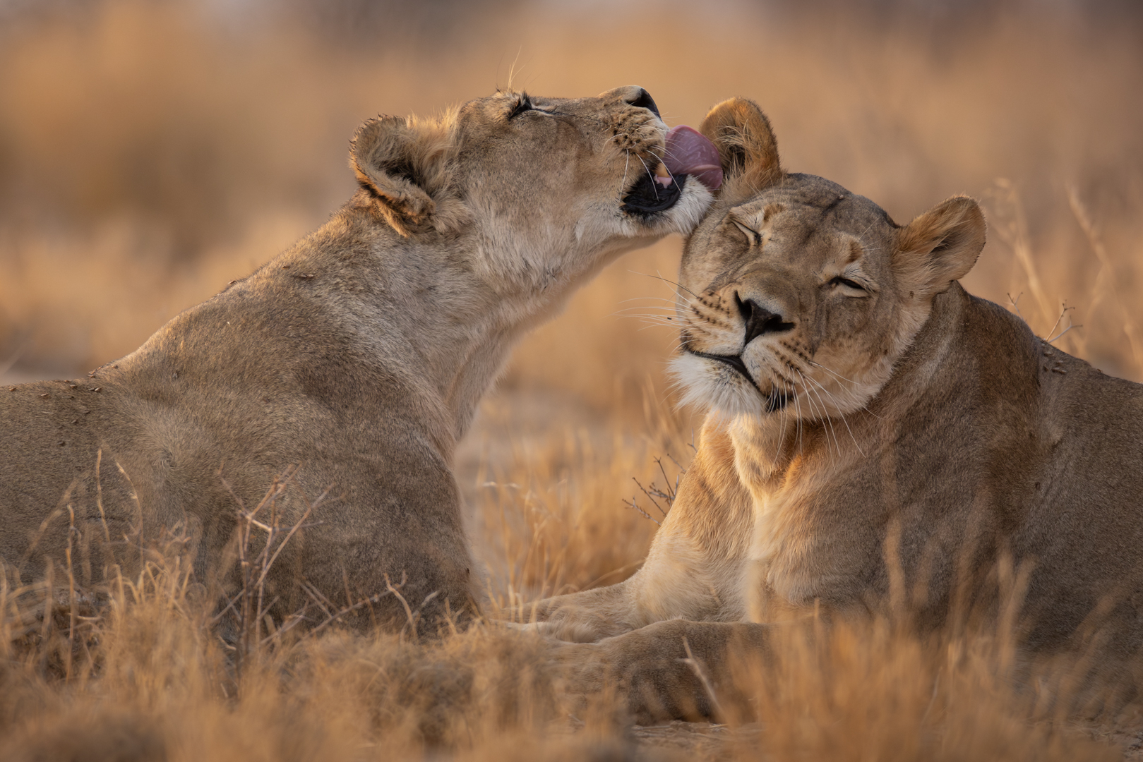 Licking and loving