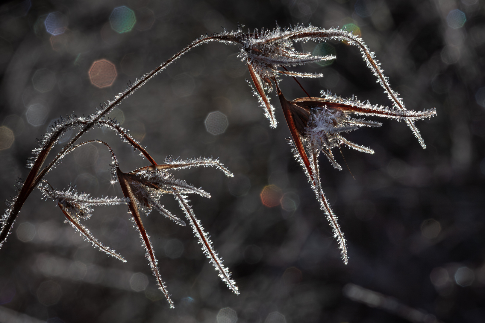 Frosted grasses