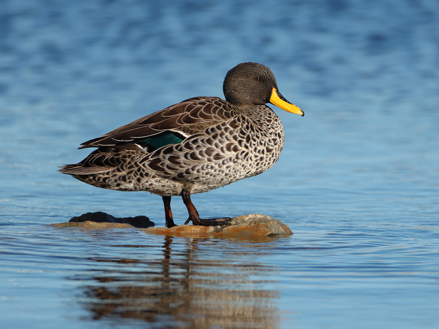 Yellow-Billed Duck